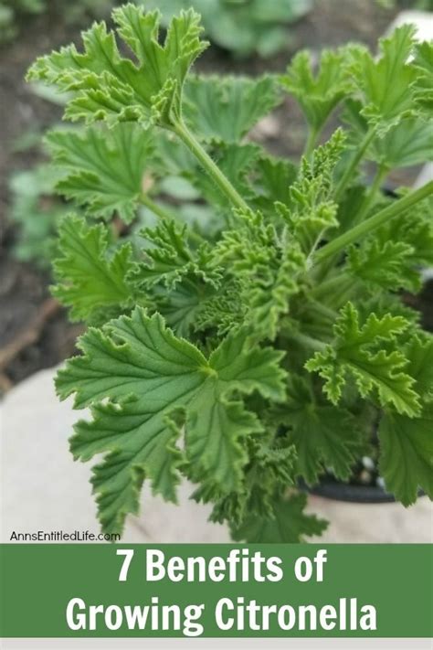 how to use citronella plant in tagalog|Health Benefits of Lemongrass .